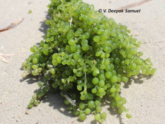 closer view of oval sea grapes seaweed Caulerpa racemosa