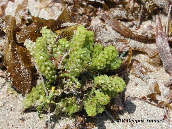 The Oval sea grapes seaweed