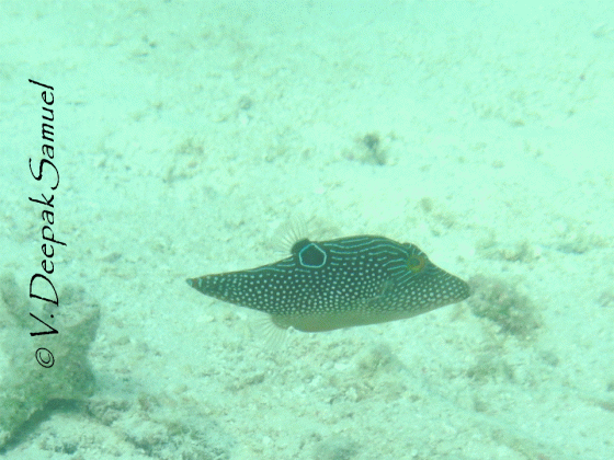 The spotted Sharp Nose Puffer Canthigaster solandri - caught in the camera at 3.2 meters depth  @ Kavaratti, Lakshadweep Islands