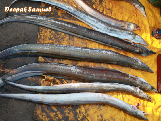 Daggertooth pike conger eels ready to be sold in auction at Parangipettai