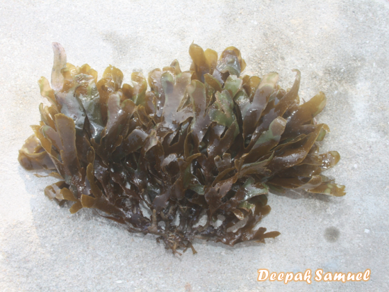 The forked brown algae washed ashore