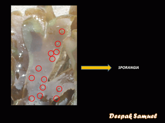 closer view of sporangia on the thallus